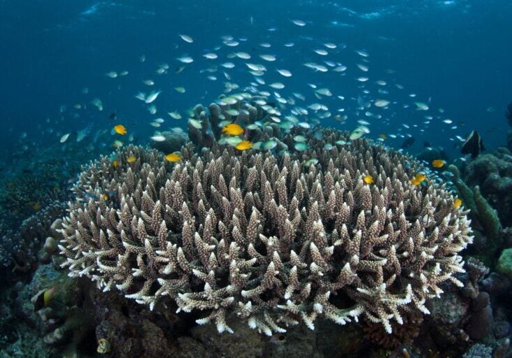 Staghorn coral.