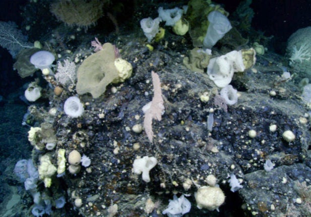 Many different corals and sponges of all shapes and sizes, and with colors ranging from white to yellow to blueish-purple, cover a rocky undersea area.
