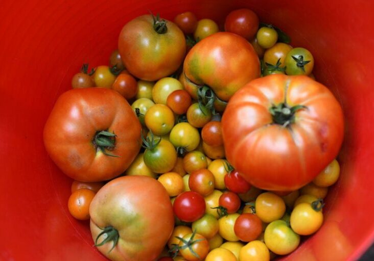 Summer tomato harvest at Harlem Grown, an Earthjustice partner and New York City-based community organization working to increase access to and knowledge of healthful food.