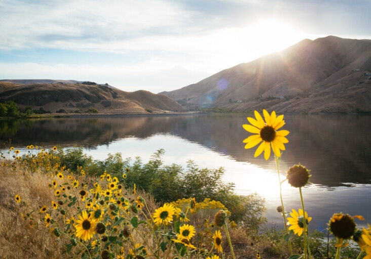 Bright yellow flowers bloom along the banks of the Snake River, reaching up to the sun.