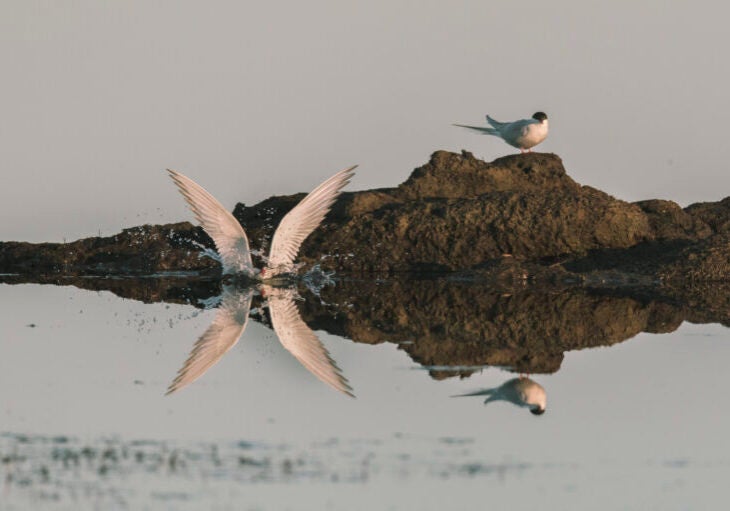 Two birds at the edge of water and reflected in it. One is splashing in the water with its wings up, the other standing on a rock.