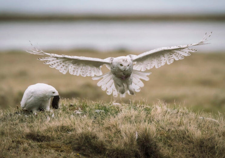 One white owl sits on the ground with a small animal in its mouth while another hovers above the ground with its wings spread.