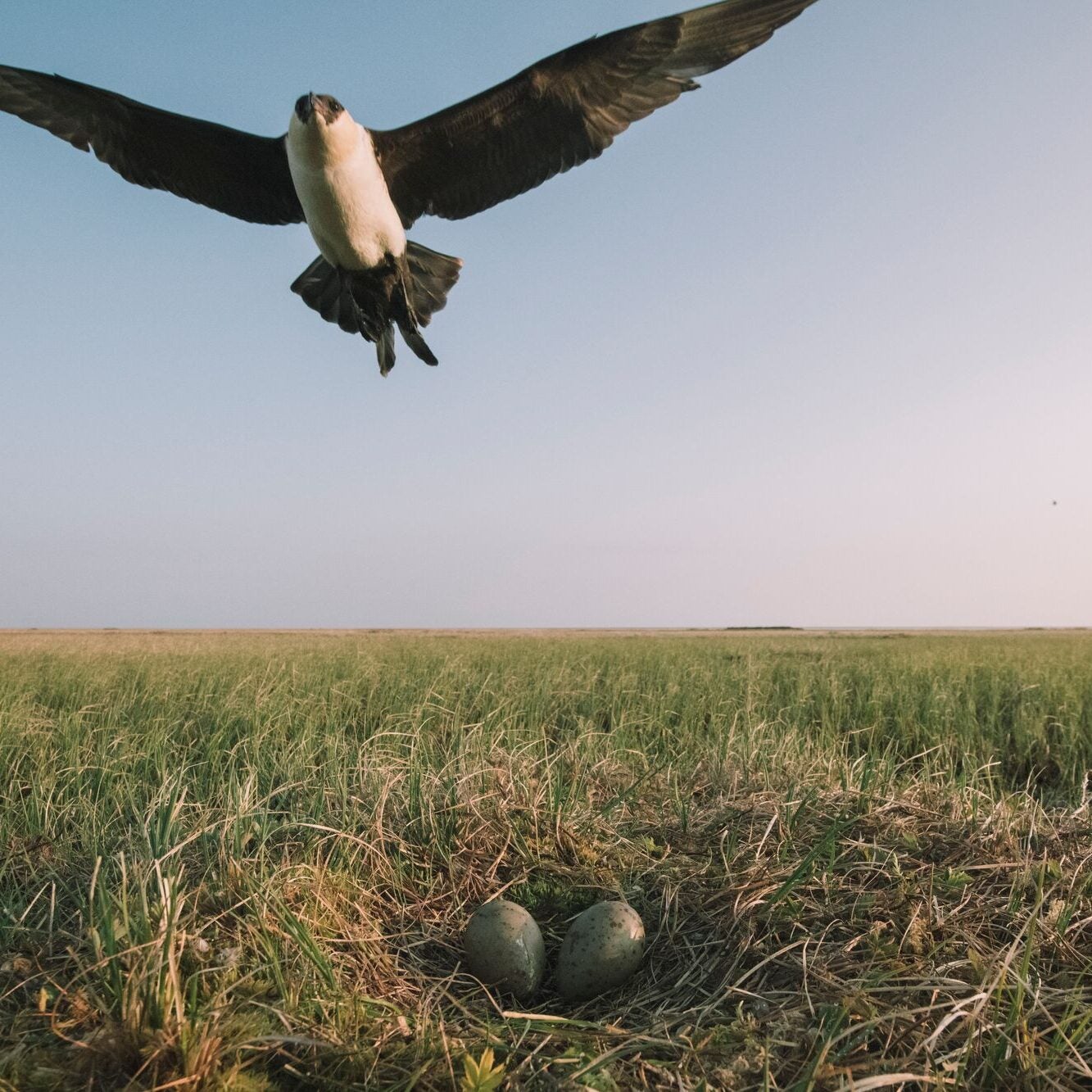 A bird flies over a nest on the ground with two speckled eggs.