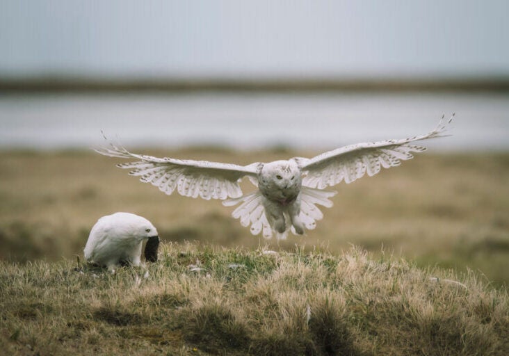 A pair of snowy owls in the Western Arctic, in the area close to Lake Teshekpuk. One owl crouches down, holding a small rodent in its mouth. The second is in midflight, with its wings spread.