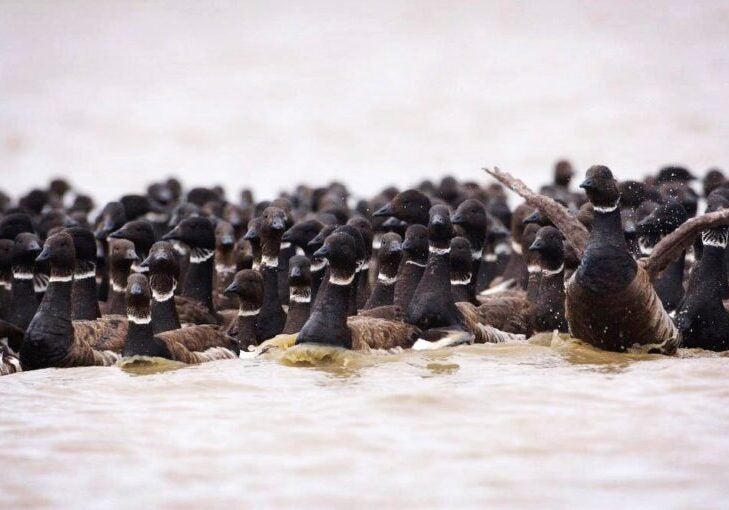 Black Brant geese (Branta bernicla nigricans) congregate to molt their flight feathers in the Teshekpuk Lake Special Area.