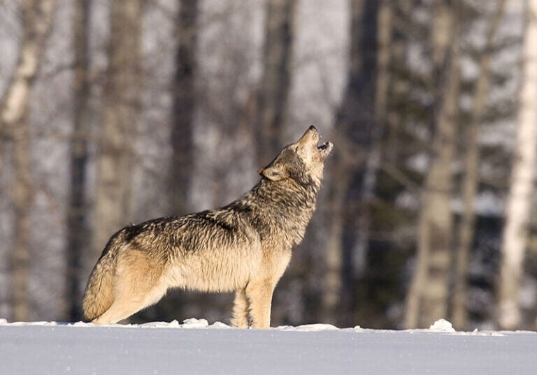A lone wolf howls across hills and valleys in the upper Midwest.