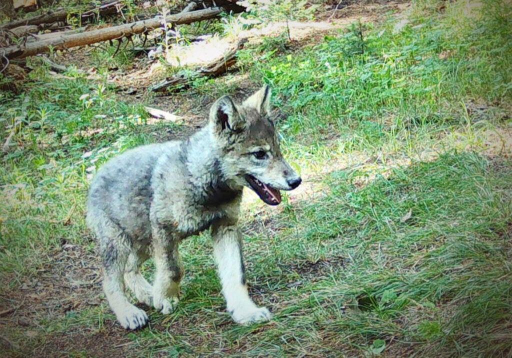 Wolf pup in Colorado.