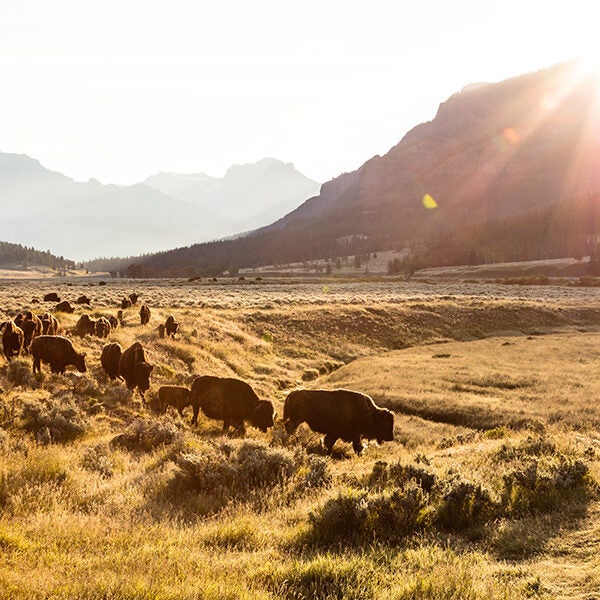 Bison at Abiathar Peak, Yellowstone National Park.