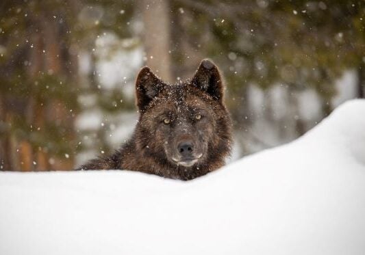 A gray wolf in the Firehole area of Yellowstone National Park is seen behind a bank of snow with light snow falling.