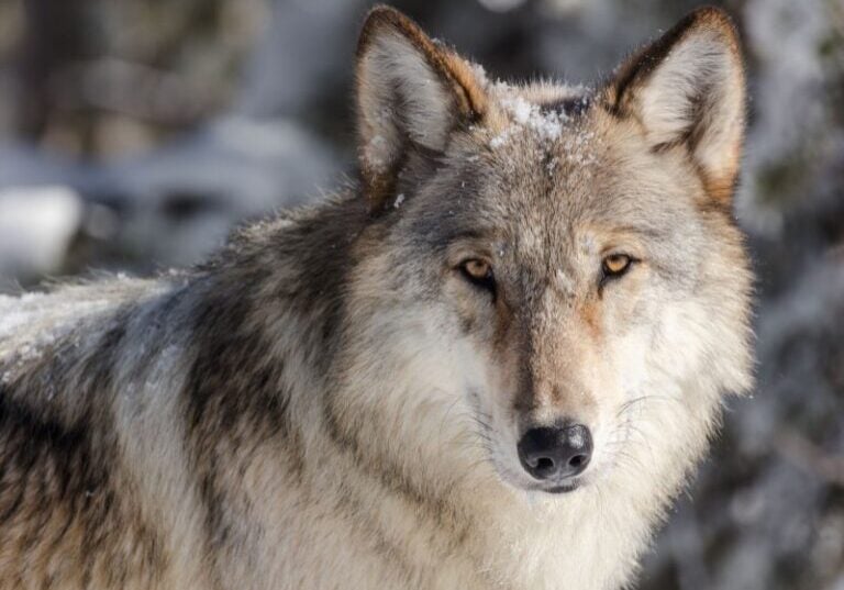 A wolf at Yellowstone National Park