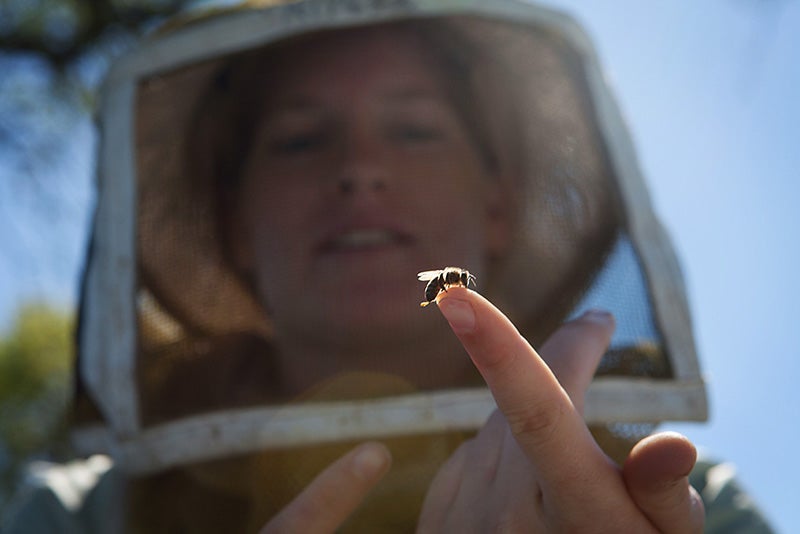 Alyssa Anderson, a second-generation beekeeper, holds a baby bee in a California orchard.
(Chris Jordan-Bloch / Earthjustice)