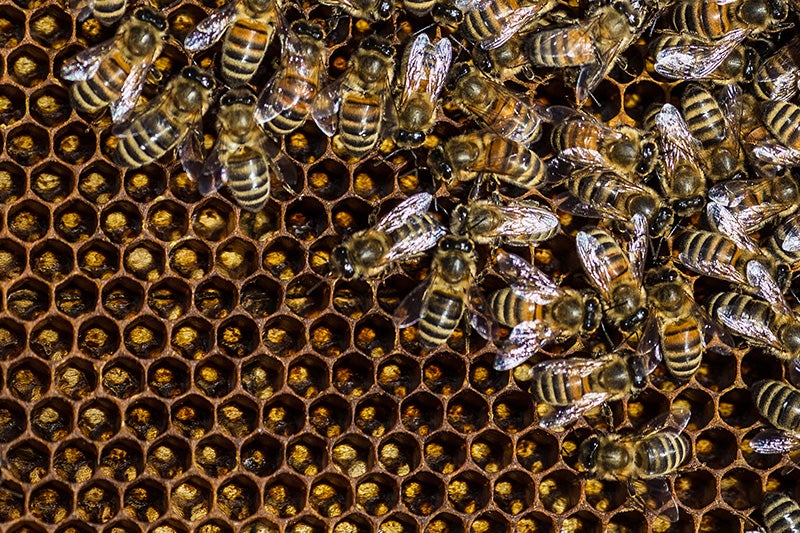 A growing body of independent science links a class of pesticides called neonicotinoids (neonics) to bee declines, both alone and in combination with other factors like disease and malnutrition.
(Jason P. Smith / Earthjustice)