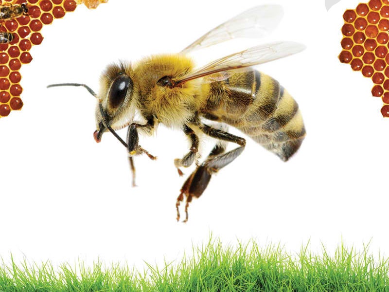 Infographic: Bees&#039; Toxic Problem.