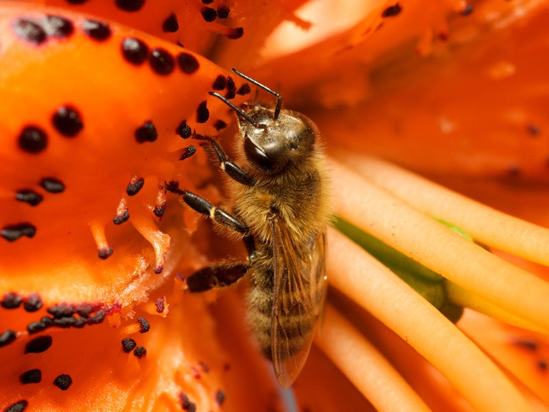 A bee stops on a flower in Oslo, Norway.