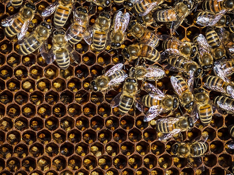 bees on honeycomb