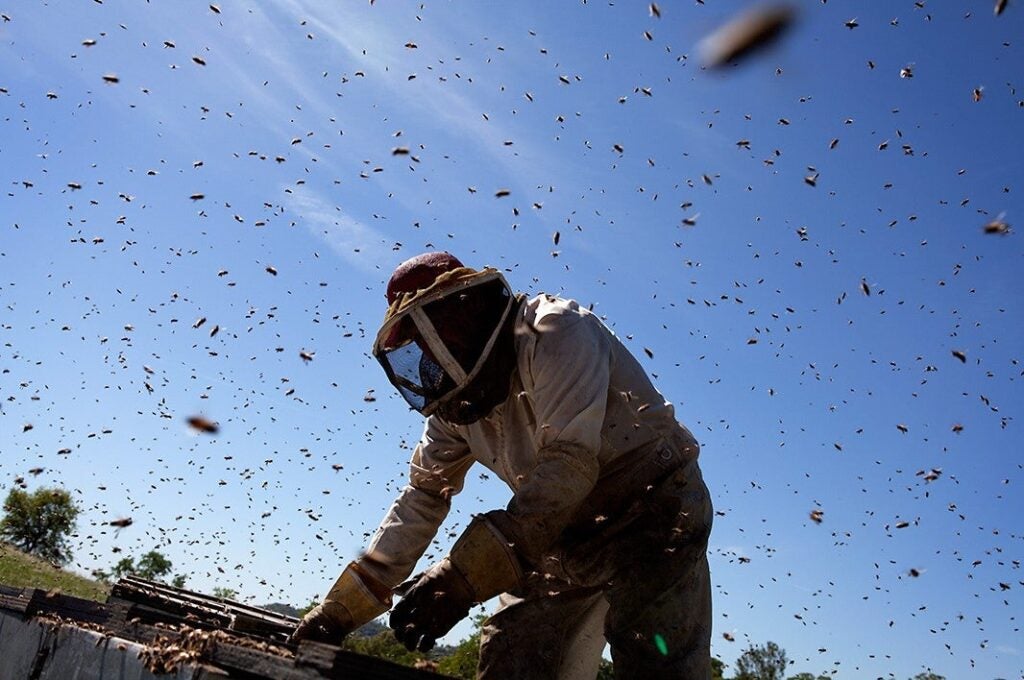 A beekeeper checks on hives pollinating an orchard in California. Honey bees are responsible for pollinating many of our super-foods, including berries, nuts, and avocados. Earthjustice is working on many pesticide-related cases to protect bees, the environment, and people who may be exposed to toxic chemicals. (Chris Jordan-Bloch / Earthjustice)