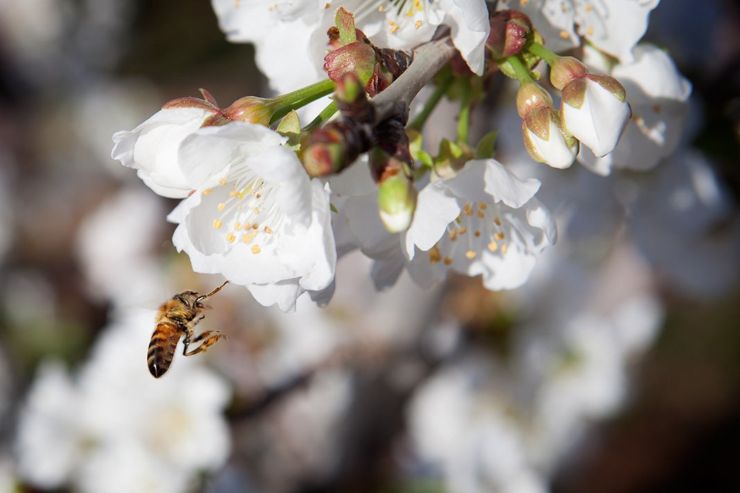 A honey bee alights on a cherry blossom in Oakdale, CA.