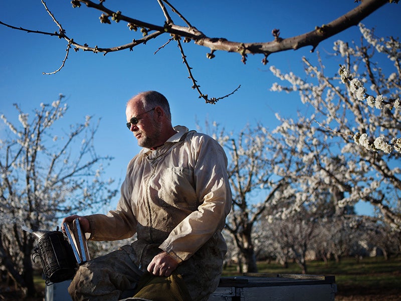 Beekeeper Jeff Anderson minds his colonies in a California cherry orchard.