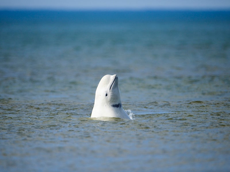 The waters off the Arctic—especially the Chukchi and Beaufort Seas—host a rich variety of marine life, such as beluga whales.