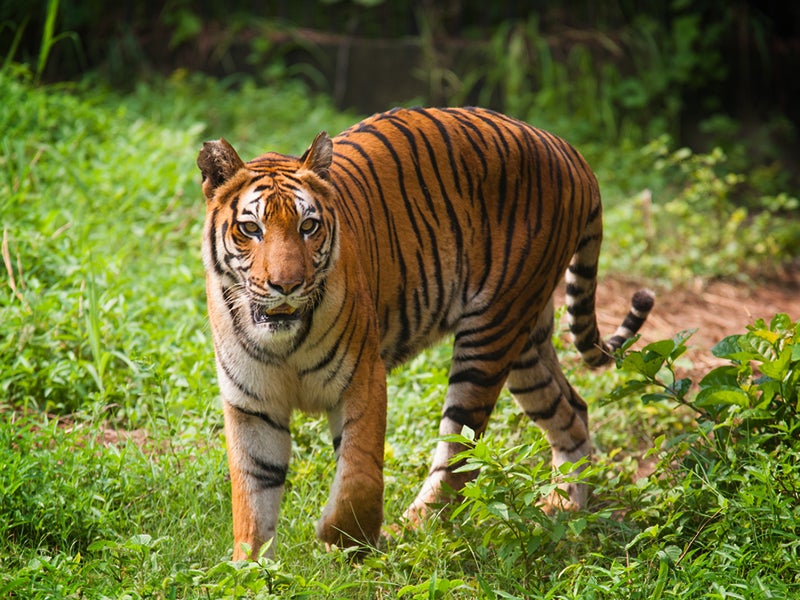 A royal Bengal tiger photographed in Sundarban National Park, India. Two proposed coal-fired power plants threaten the Sundarbans mangrove forest in Bangladesh, a prime habitat for Bengal tigers.
(spot-h/Shutterstock)