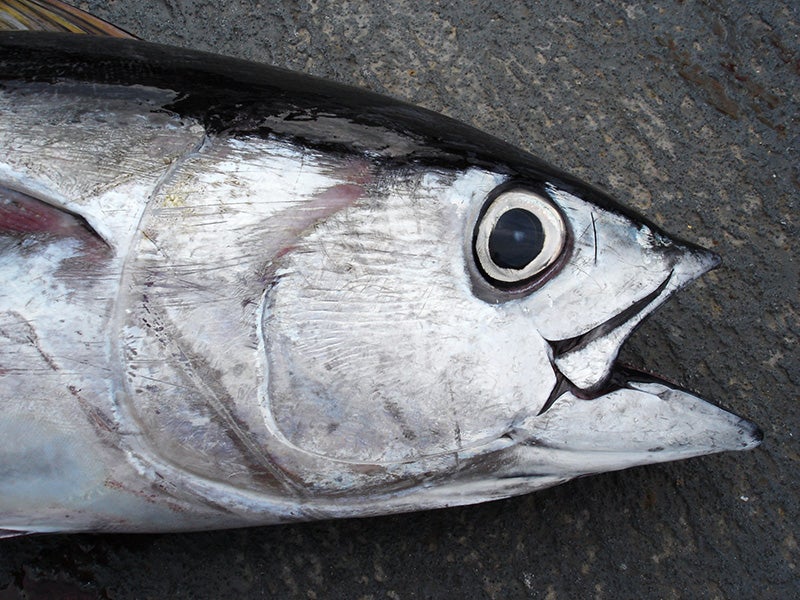 A bigeye tuna. Highly valued for sushi, bigeye tuna has been increasingly in demand for the past decade.
(Allen Shimada / NOAA NMFS OST)