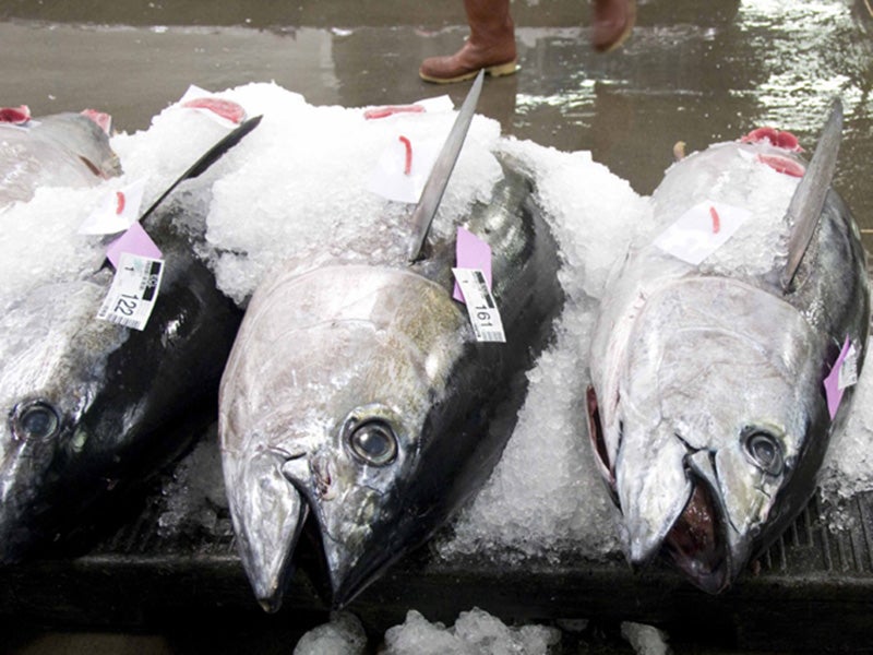 Bigeye tuna (<i>Thunnus obesus</i>) on ice. Highly valued for sushi, bigeye tuna has been increasingly in demand for the past decade.
(NOAA FishWatch)