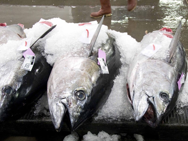 Bigeye tuna (Thunnus obesus) on ice.