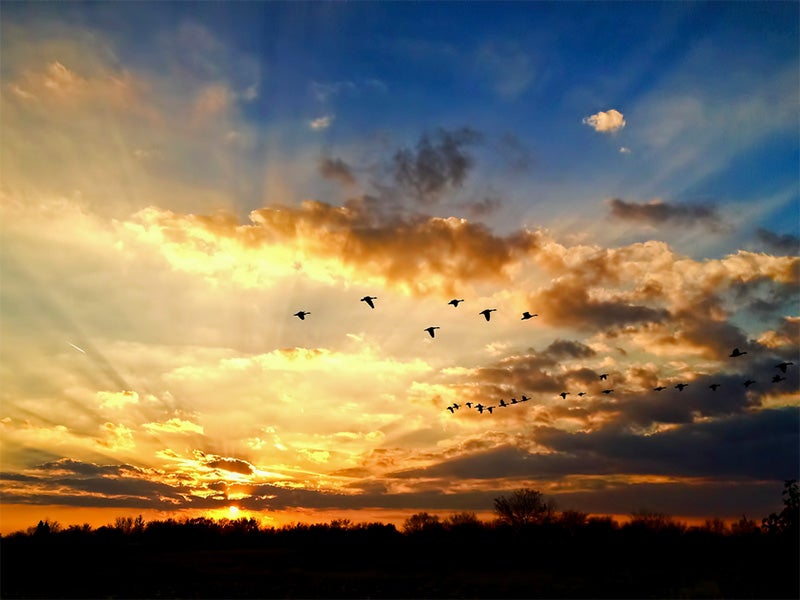 A flock of birds in flight.