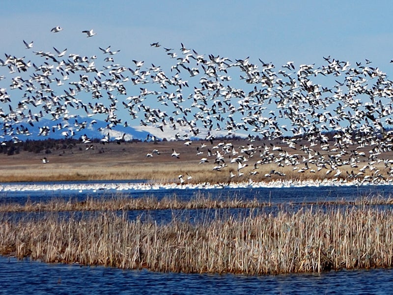 Earthjustice is petitioning for a ban on the use of neonictinoids in wildlife refuges in California like the Ash Creek Wildlife Area in Big Valley.