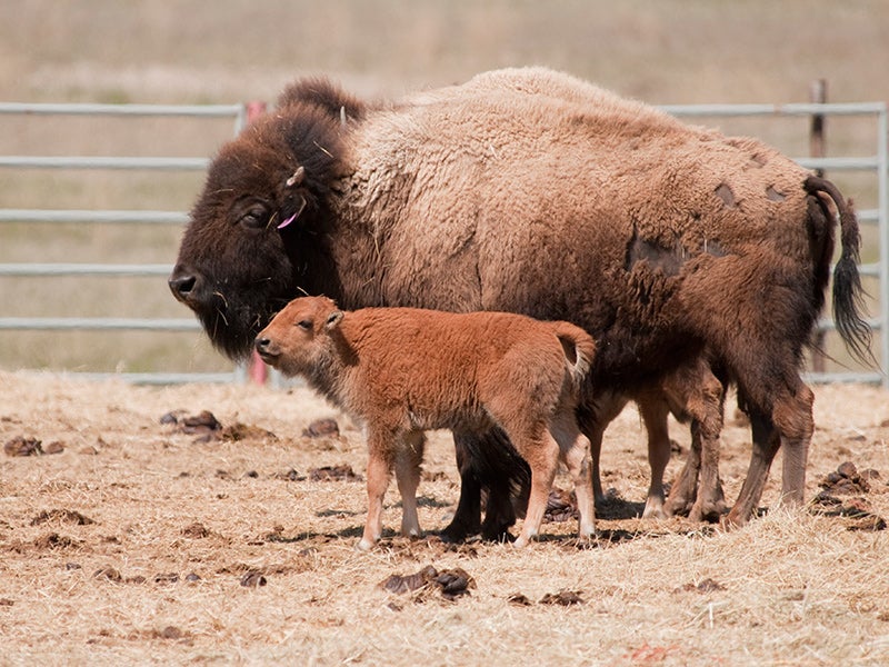 One of the newborn bison calves, born at Montana&#039;s Fort Peck in the spring of 2012.