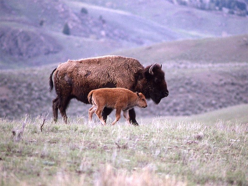 Bison and calf in Yellowstone National Park&#039;s Lamar Valley.