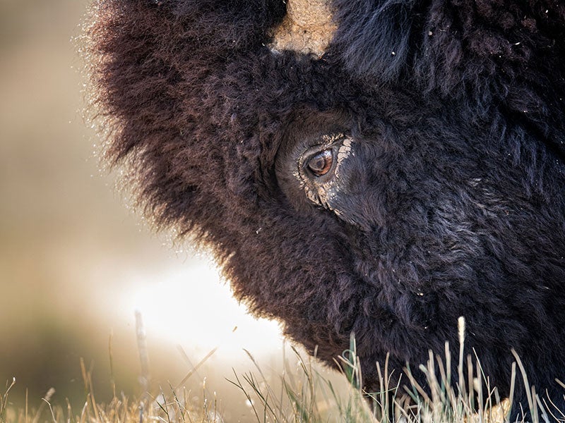 A bison grazes at American Prairie.
(Ami Vitale for Earthjustice)