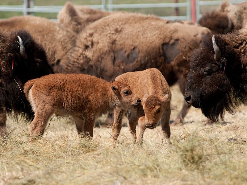 Two of the first wild baby bison to be born at Fort Peck Indian Reservation in the spring of 2012. The bison’s triumphant return to Fort Peck culminates more than a century of work to restore American bison herds that had been slaughtered.
(Bill Campbell / Earthjustice)