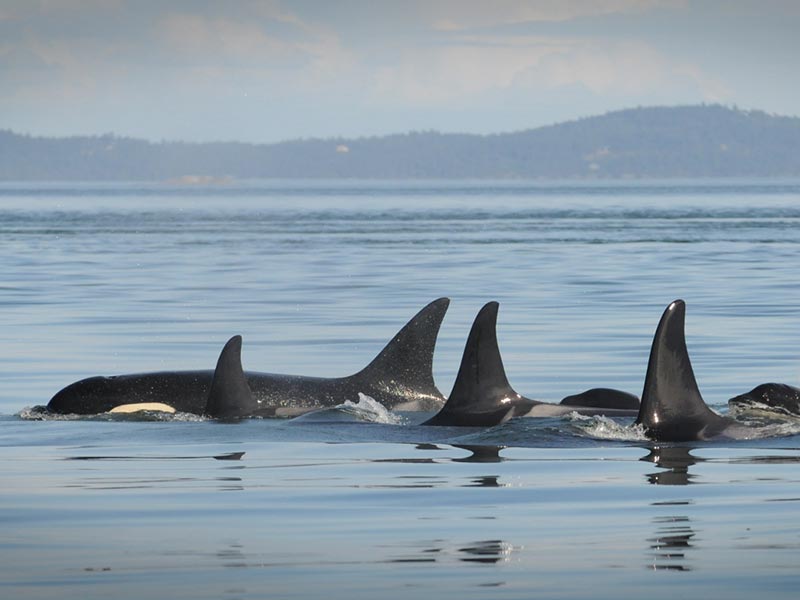 A pod of southern resident orcas in Boundary Pass, north of San Juan Island, WA.
(Howard Garrett / Orca Network)
