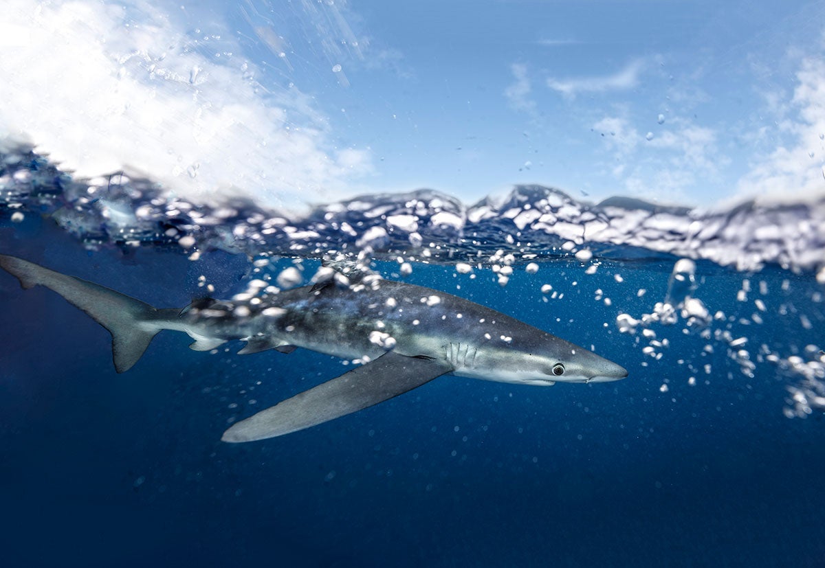 Un tiburón azul nada cerca de la superficie del océano.