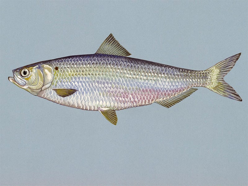The Mid-Atlantic blueback river herring population is at risk of extinction.
(Duane Raver / U.S. Fish & Wildlife Service)