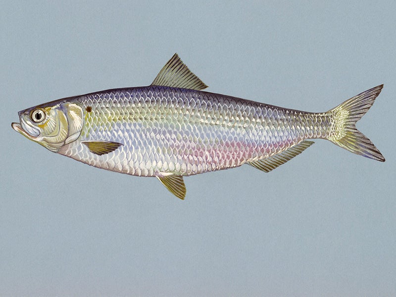 A blueback herring. Due primarily to the impacts of dams and habitat destruction, overfishing, and water pollution, blueback herring are now reduced to tiny remnant runs.
(Duane Raver / U.S. Fish & Wildlife Service)