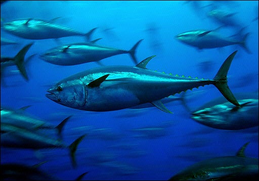 Yellowfin Tuna - Greenpeace USA