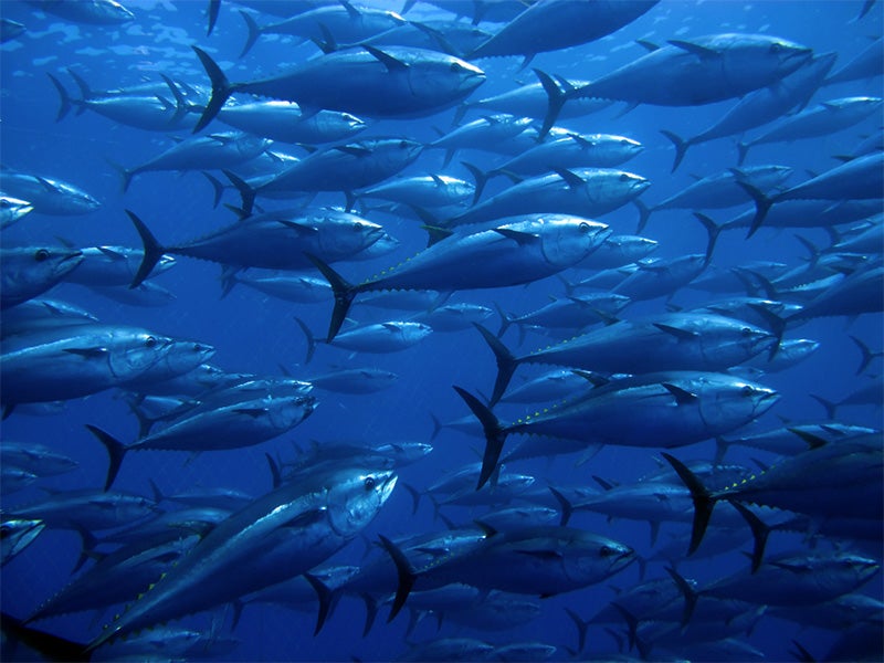 One of the ocean's biggest and most powerful fish, bluefin tuna are disappearing because of commercial fishing in the areas where they reproduce.
(Ugo Montaldo / Shutterstock)