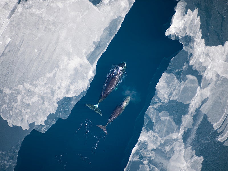 A bowhead whale and calf surface in the Arctic Ocean.
