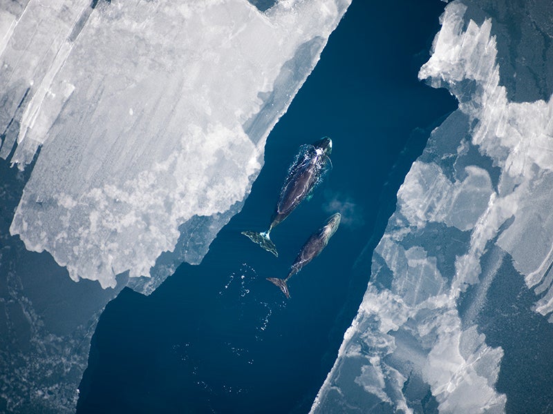 A bowhead whale and calf. The federal government concluded that if just one major lease sale in the Arctic Ocean were developed for oil and gas, there would be a 75% chance of a major oil spill in this sensitive region.
(Amelia Brower / Alaska Fisheries Science Center / NOAA)