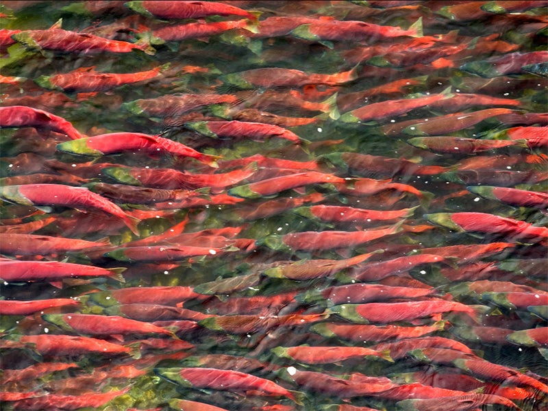 The Bristol Bay watershed is home to the largest sockeye salmon run in the world.
(Photo provided by Ben Knight / Trout Unlimited)