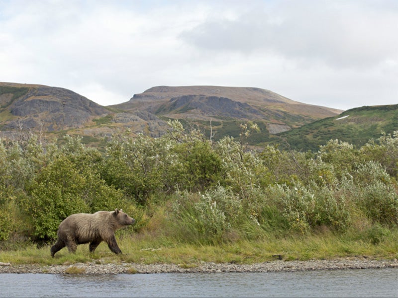 Brown bear walking the shore of a river in the Bristol Bay, AK region.