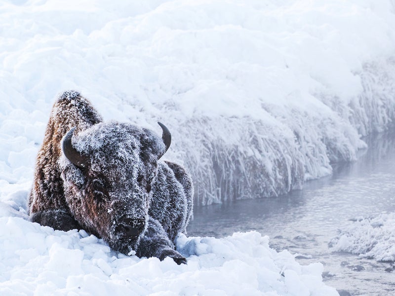 A bison enduring the cold winter of Yellowstone.