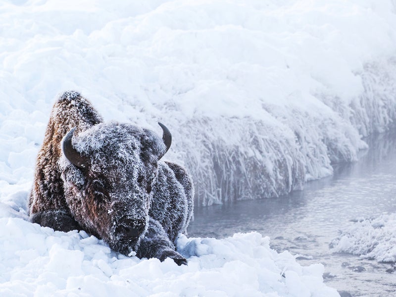 Wildlife's Winter Survival Guide