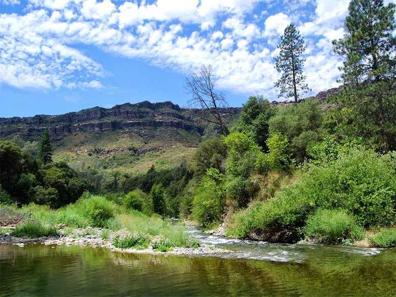 Butte Creek, during the Chinook spring-run in 2014.