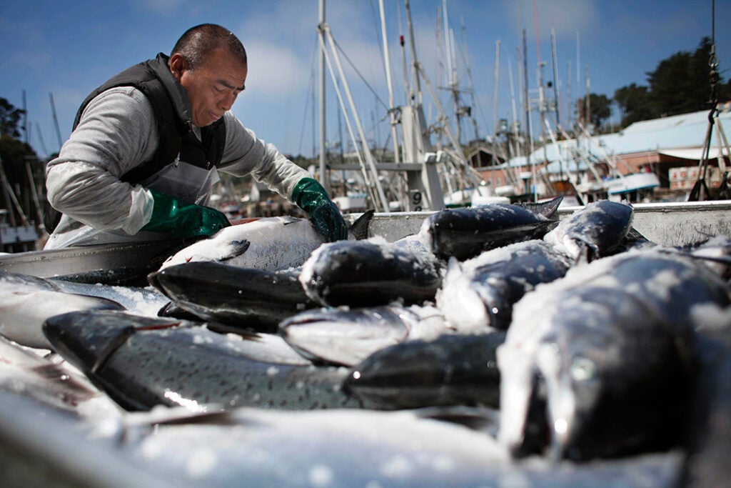 Jose Chi unloads Chinook salmon from fishing boats in Ft. Bragg, CA.
(Chris Jordan-Bloch / Earthjustice)