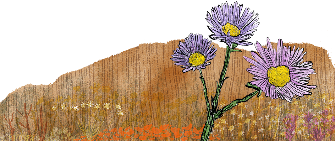 Illustration of wildflowers in the desert.