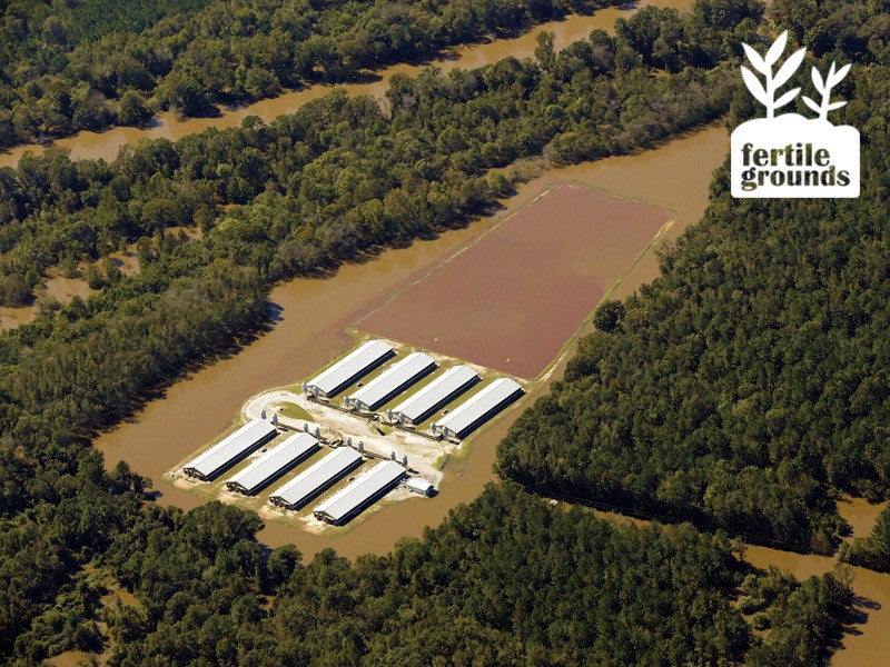 A flooded factory farm waste lagoon in Goldsboro, N.C.