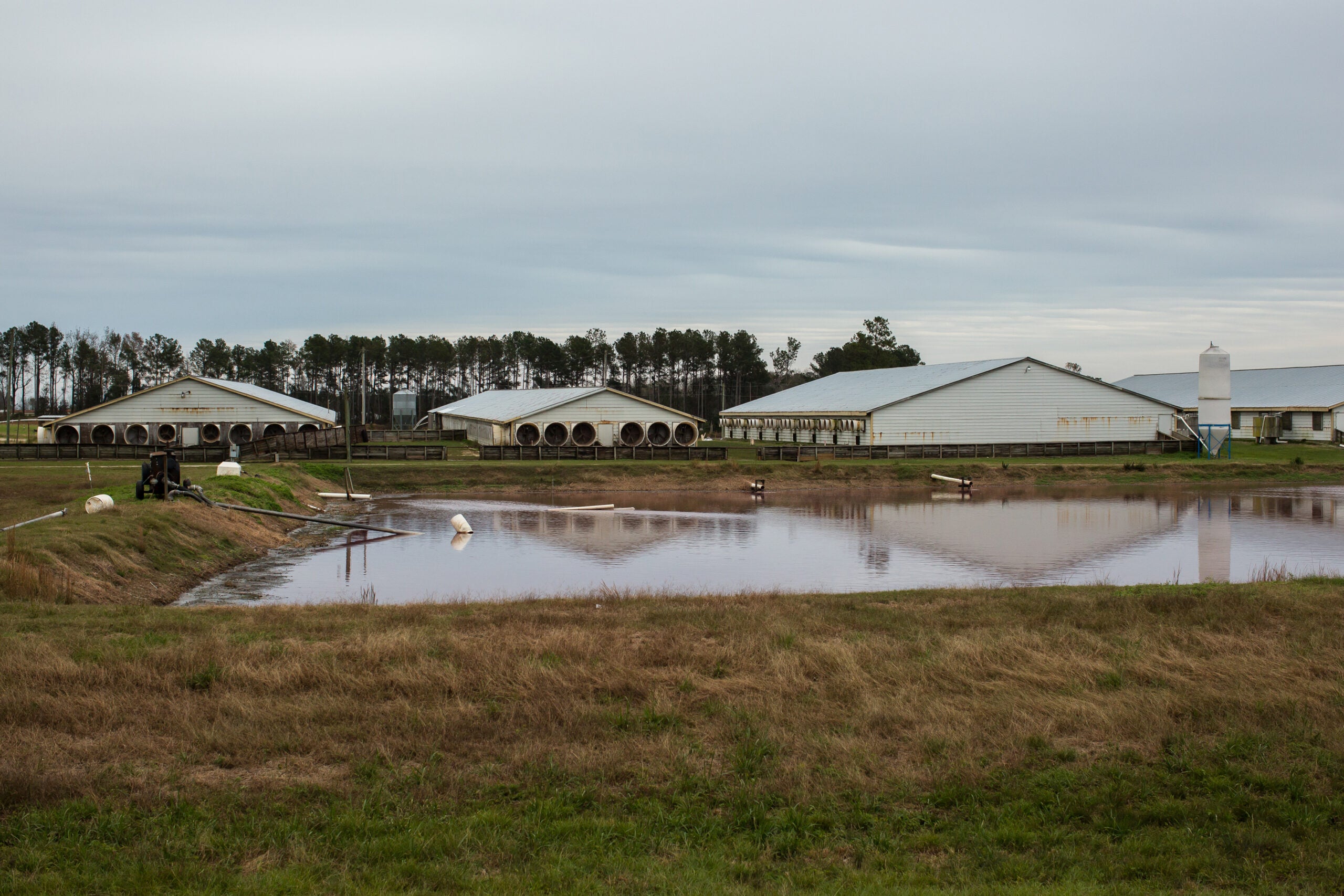 During Hurricane Florence, concentrated animal feeding operations like this one in Warsaw, North Carolina, flooded the surrounding community with hog waste.